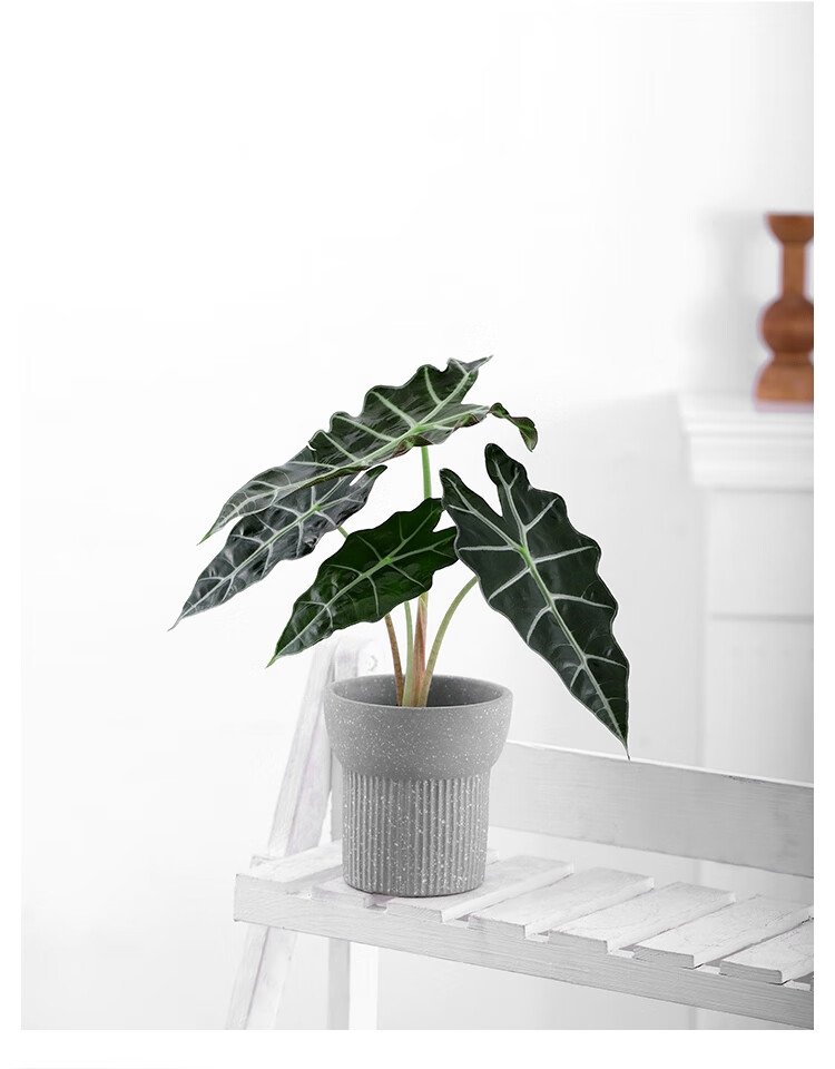 水培植物月光芋小仙女观音莲海芋竹芋办公室盆栽室内绿植大仙女遥望