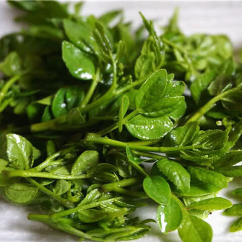 橙伯乐花椒芽山野菜河北特产袋装可炒可凉拌可做馅多种吃法250克含水2