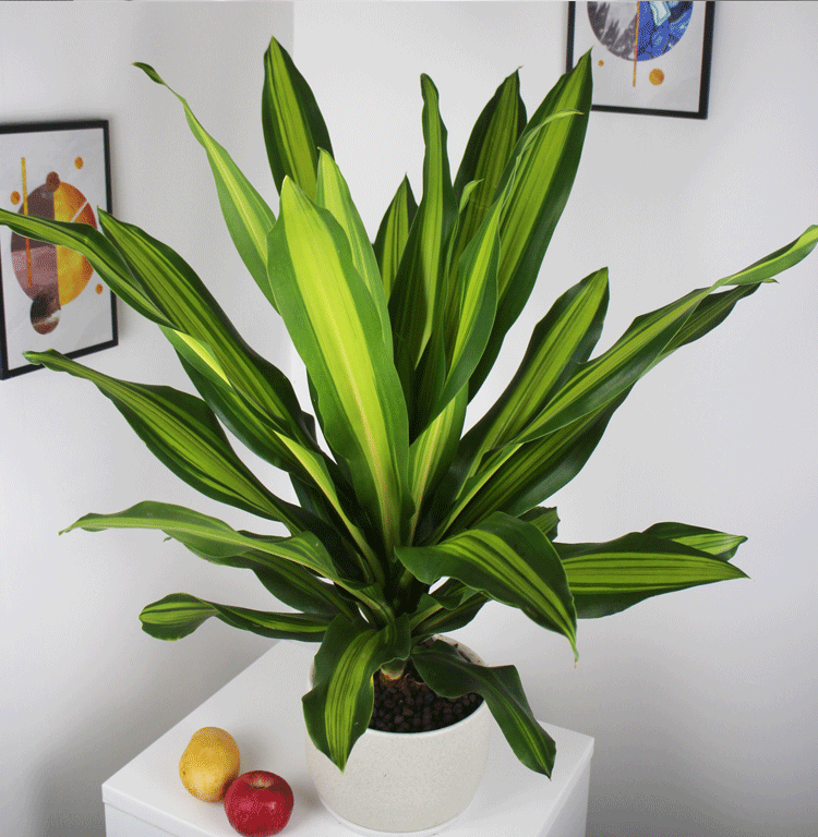 金心也门铁树大盆栽金边巴西铁 耐阴花卉木香龙血树办公室内植物 90