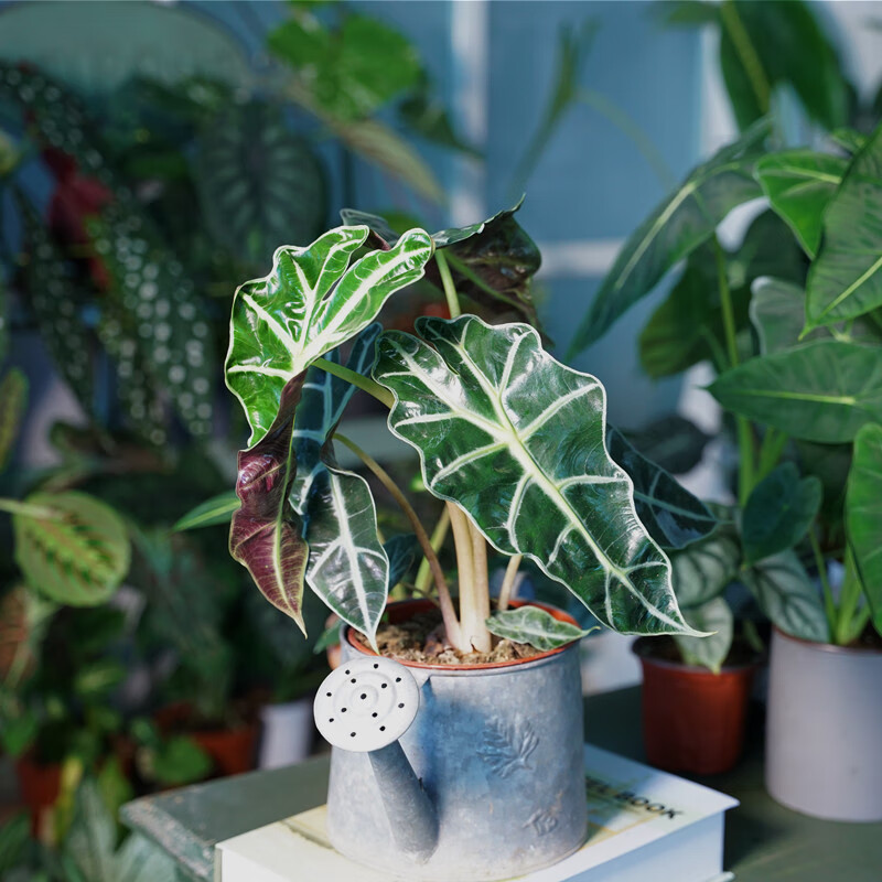 网红植物大仙女海芋小仙女绿植物盆栽非洲面具黑叶观音莲北欧竹芋 10