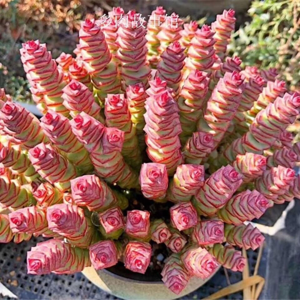 钱串锦多肉植物进宝盆栽前程似锦肉肉花卉盆栽吸甲醛彩色钱串锦2025头