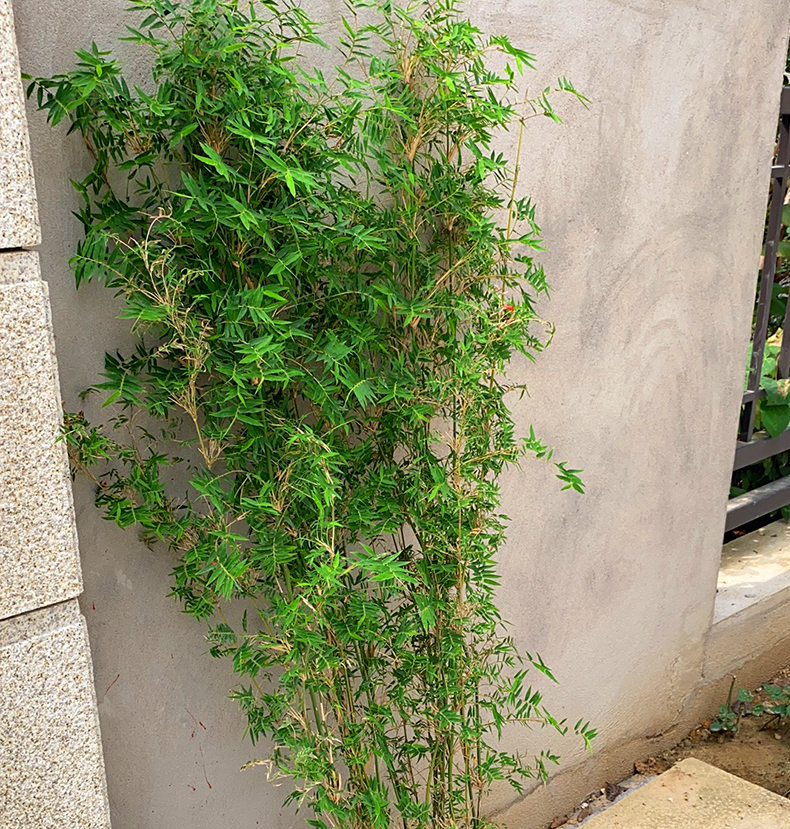 丛生凤尾竹盆栽竹子庭院观赏植物微型盆景米竹苗室内阳台四季常青一丛