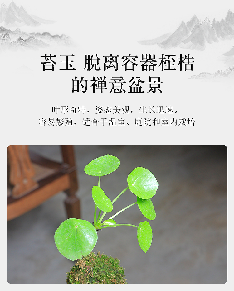 苔藓球镜面草清雅书房茶桌办公室禅意庭院室内绿植物盆栽盆景客厅苔玉镜面草 含浮雕白瓷碗 含盆 图片价格品牌报价 京东