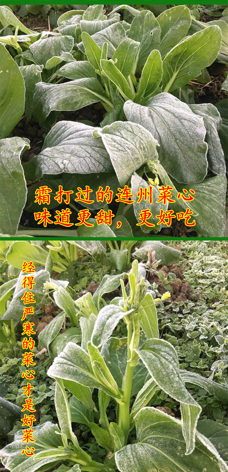 连州菜心种子广东油菜种籽四季青菜籽大笋菜苔高产春秋季蔬菜种孑精选