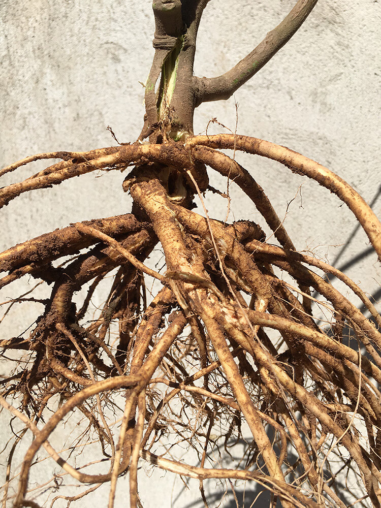 广西野生虎尾轮新鲜草药猫尾草现摘石参根煲汤料特产狐狸尾全草【图片