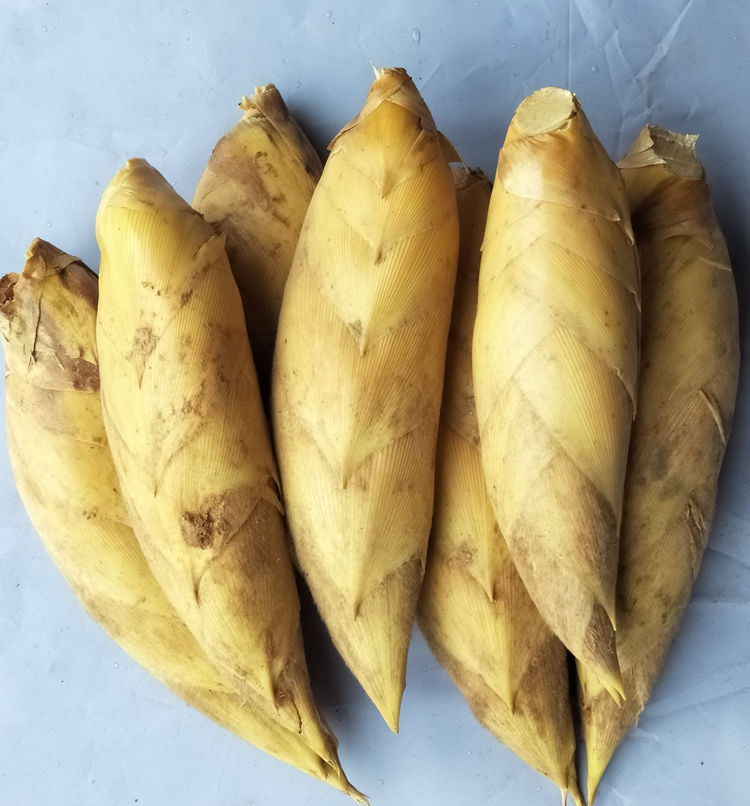 冬笋竹笋现挖去根毛竹笋黄泥拱楠竹大冬笋5斤3两以上