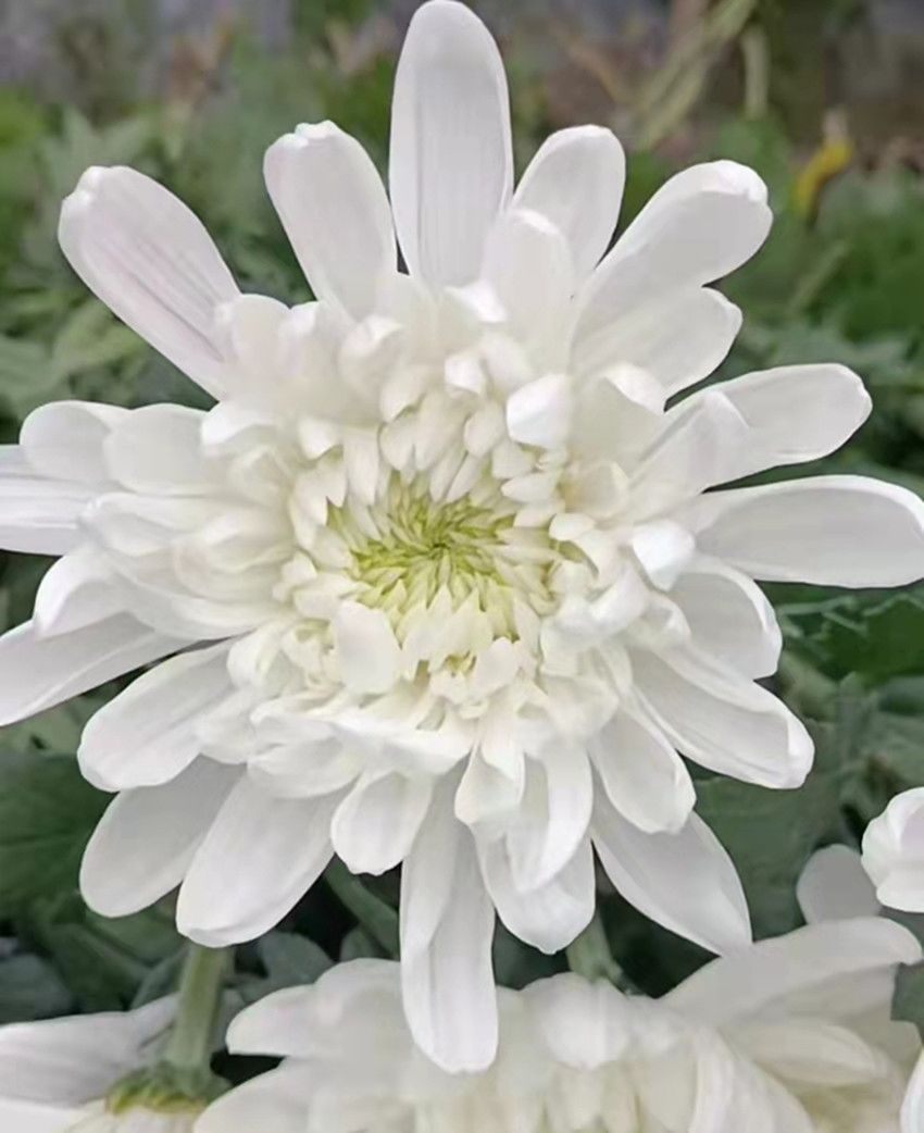 黄菊白菊基地鲜花批发零售菊花祭奠上坟祭祖 白菊19支一支包装【图片