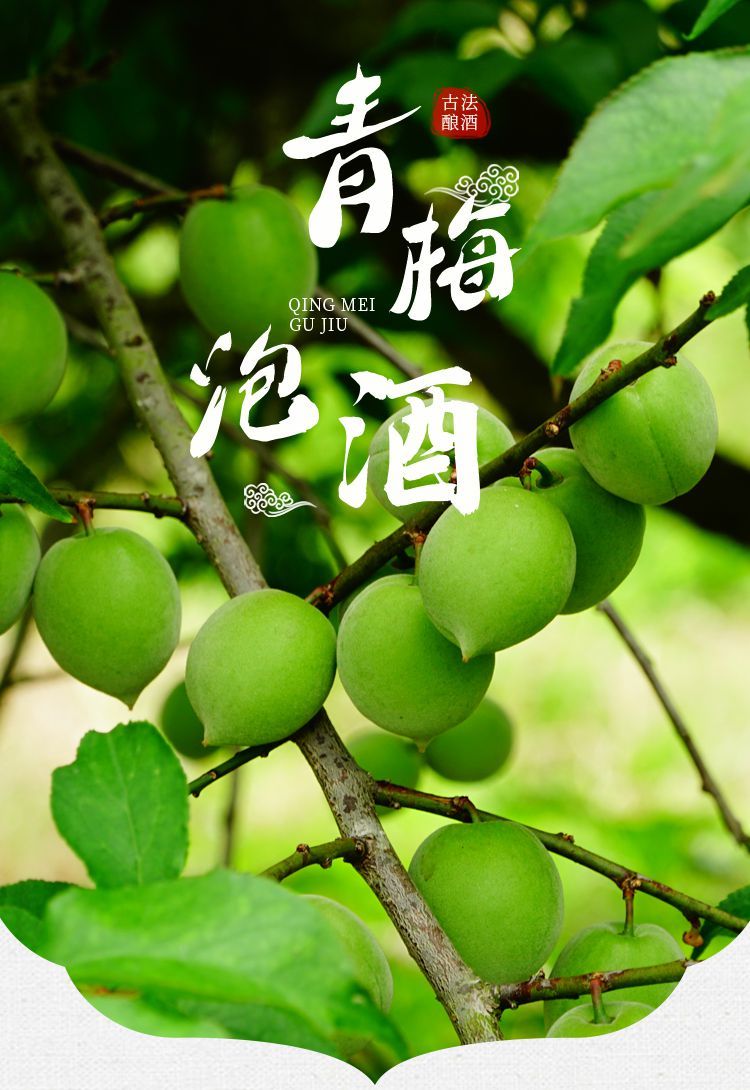 诏安青梅果顺丰现摘新鲜酸梅正宗高山老树泡酒专用腌制水果酵素孕妇