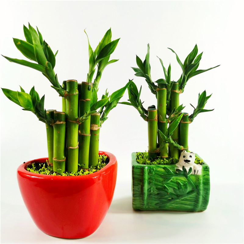 富贵竹盆栽节节高小森林办公室内桌面好养财竹绿植 熊猫高度15-20cm2