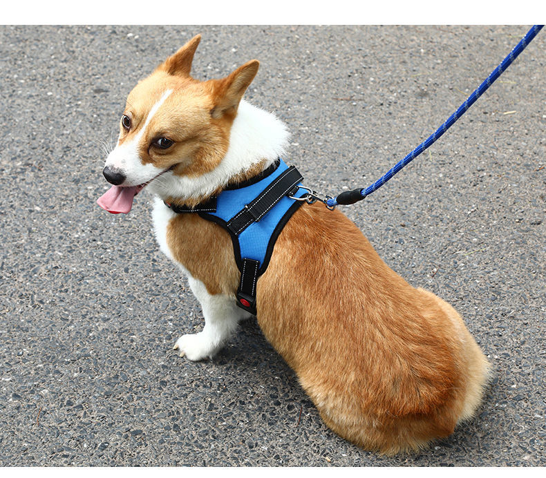 遛狗狗绳牵引绳栓狗绳子狗链子小型中型拉布拉多金毛泰迪胸背结实紫色