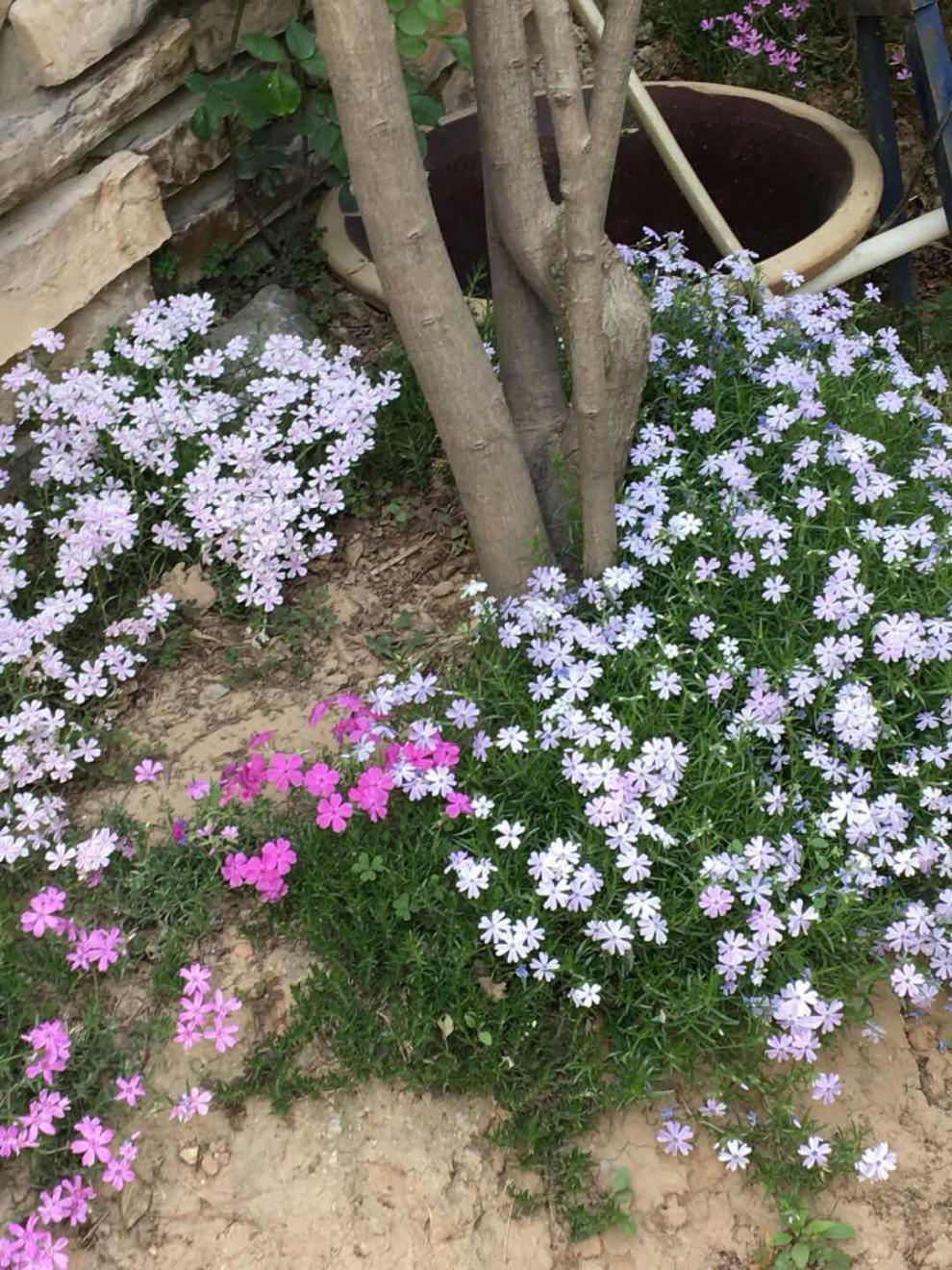 子芝樱花苗芝樱苗丛生福禄考多年生地被植物盆栽阳台基地直发昂沐 双