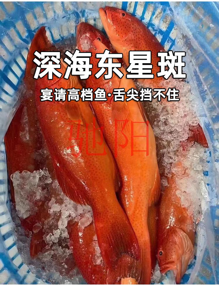 深海東星斑紅石斑魚活鮮活冷凍紅魚海鮮水產紅星斑活魚珍珠斑魚大