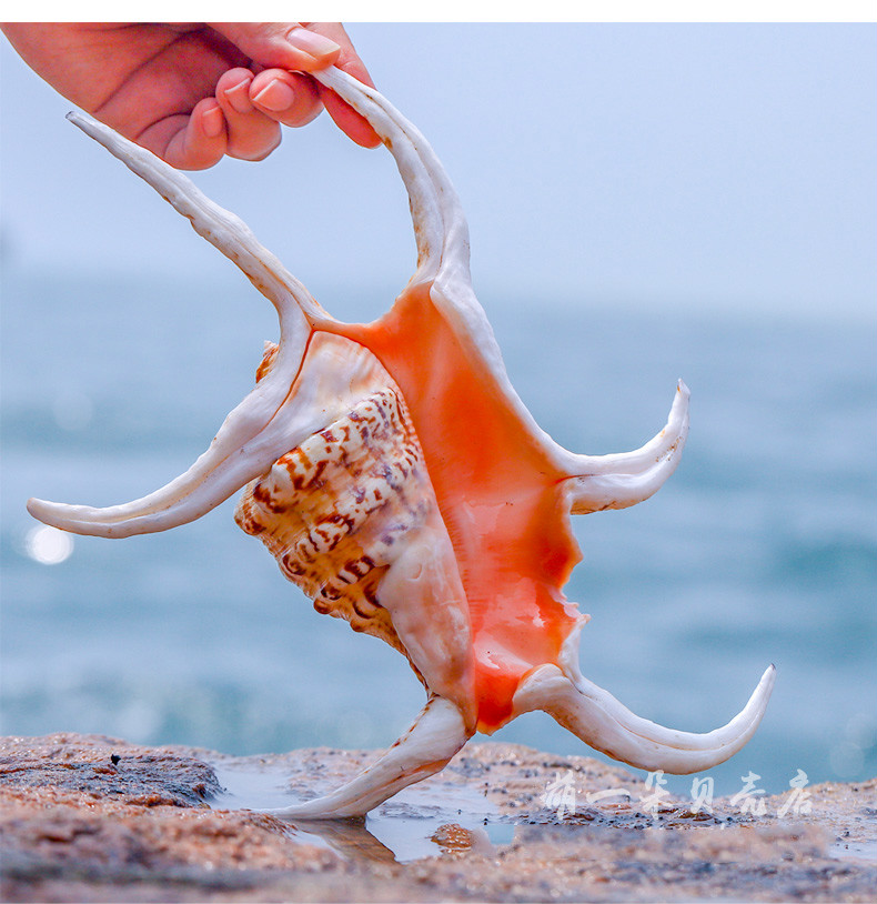 天然海螺贝壳六角水字螺家居装饰摆件鱼缸造景拍摄道具工艺品精致六角