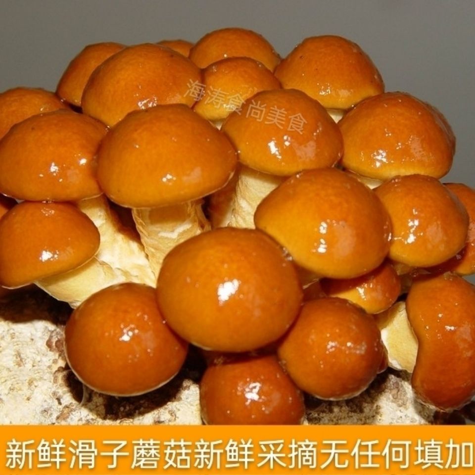 东北特产新鲜滑子蘑滑子菇清炒凉拌煲汤涮火锅新鲜无水滑子蘑1斤