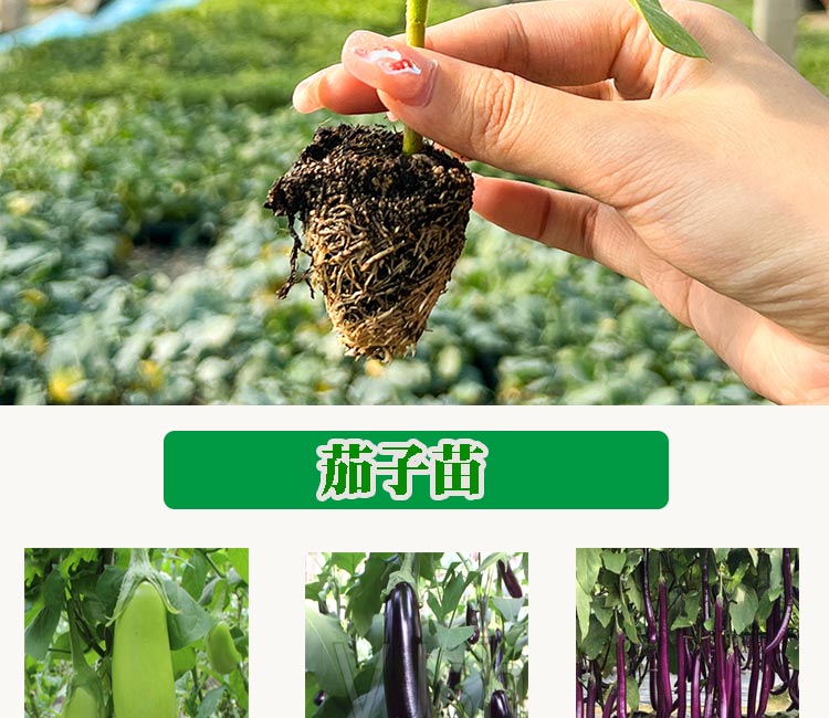 颜集卉茄子苗蔬菜幼苗秧苗苗黑贵人长茄苗种籽线茄孑圆茄种苗阳台盆栽