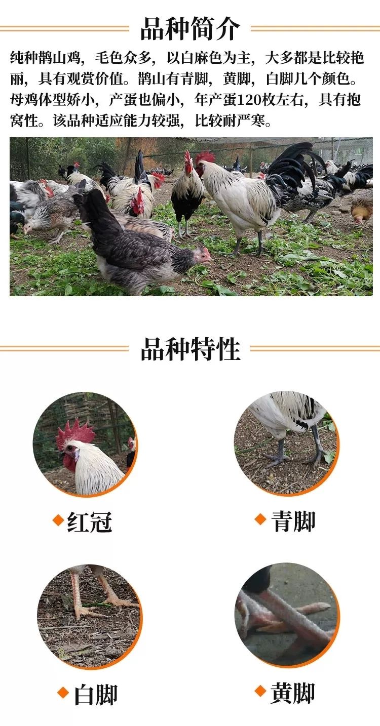 活鸡鹊山鸡半大鸡脱温鸡稻花鸡白芦花彩凤观赏鸡包