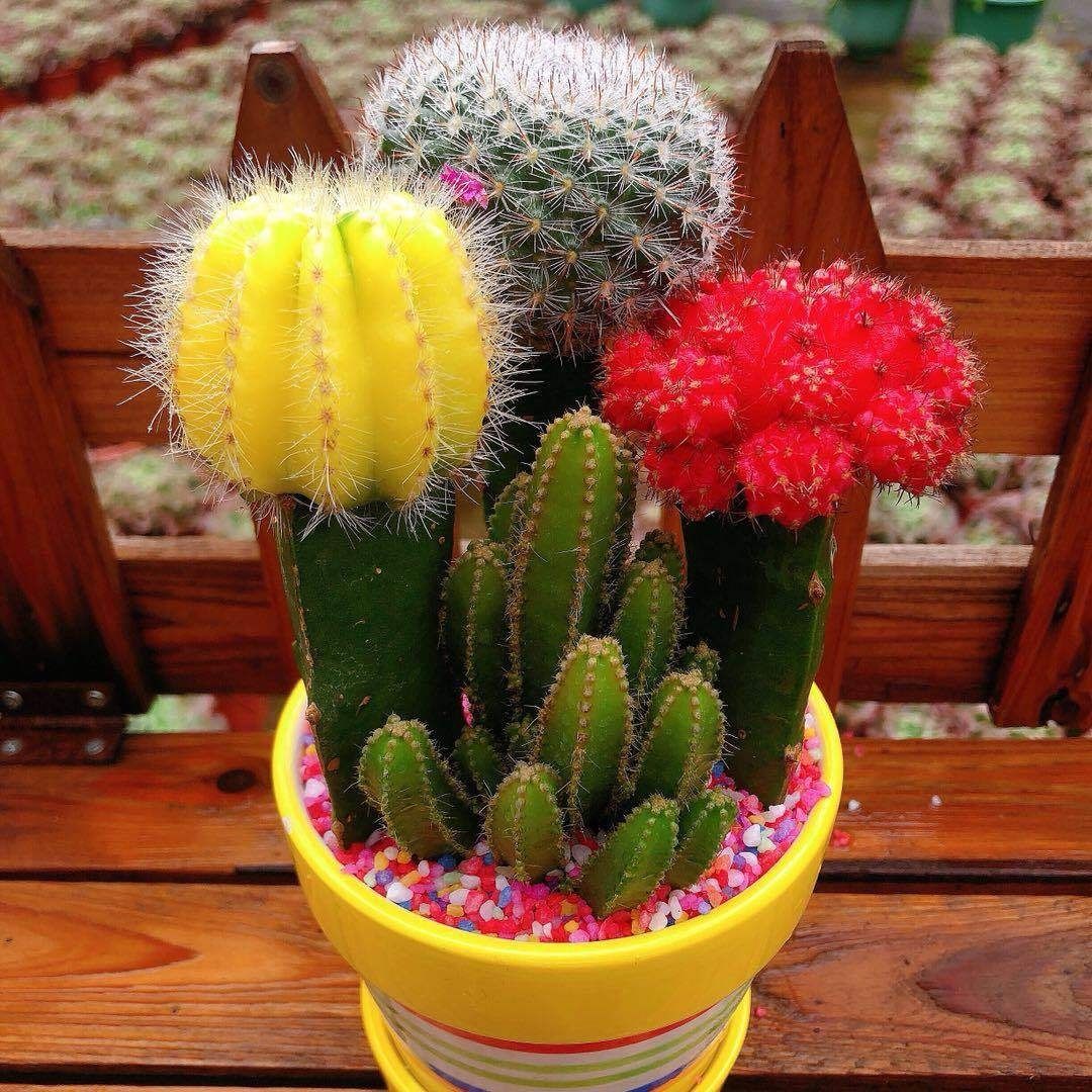 仙人球开花植物花卉盆栽办公室内桌面仙人掌多肉类小盆景苗 吉祥四宝2