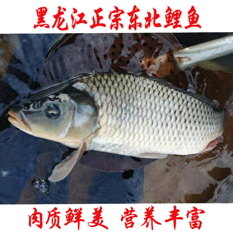 lism黑龙江正宗东北特产三道鳞鱼无鳞鱼鲤鱼新鲜整条鲜活速冻淡水鱼