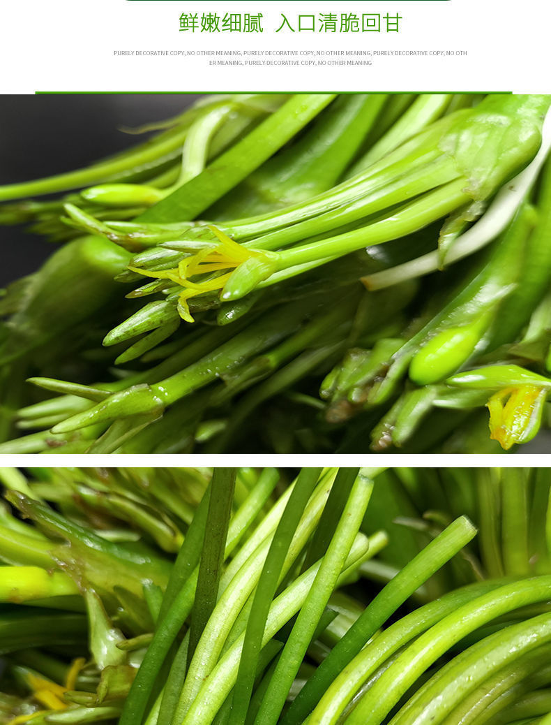 云南新鲜蔬菜海菜花4斤大理海白菜云南野菜大理特产普洱海菜水性杨花1