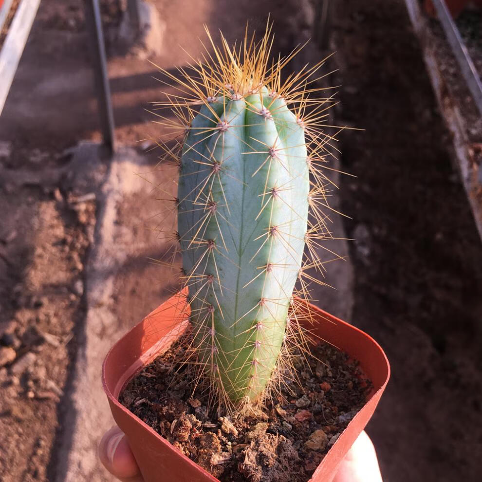 多肉植物办公室易养活佛塔柱精品仙人掌盆栽易养活办公室桌面多肉植物