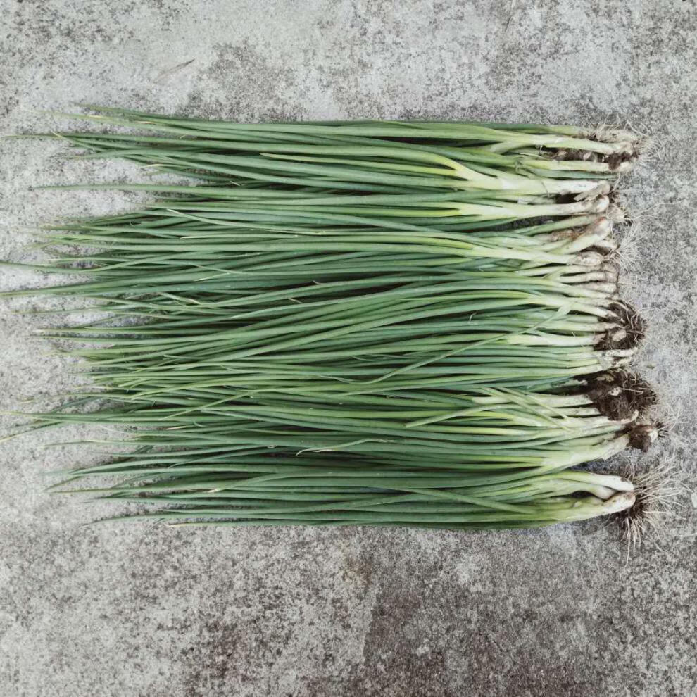 四季小香葱新鲜小葱3斤5斤10斤农家自种露天红皮红葱团建过年送礼送人