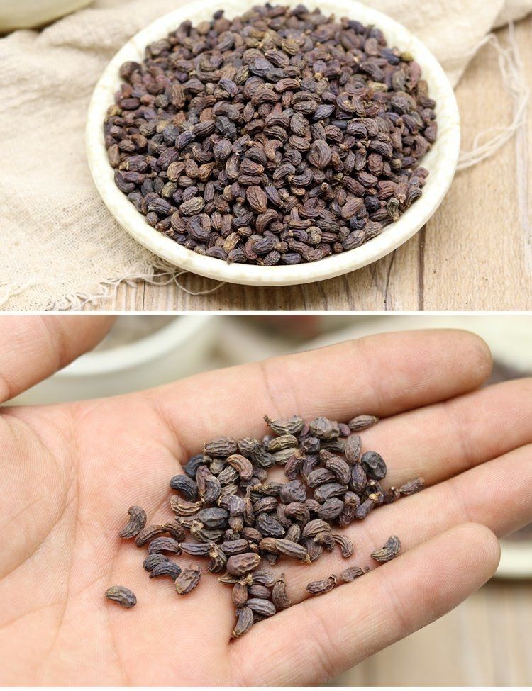 正宗女贞子冬青子野生四川女贞子精选中药材冬青籽泡茶女贞子女贞子