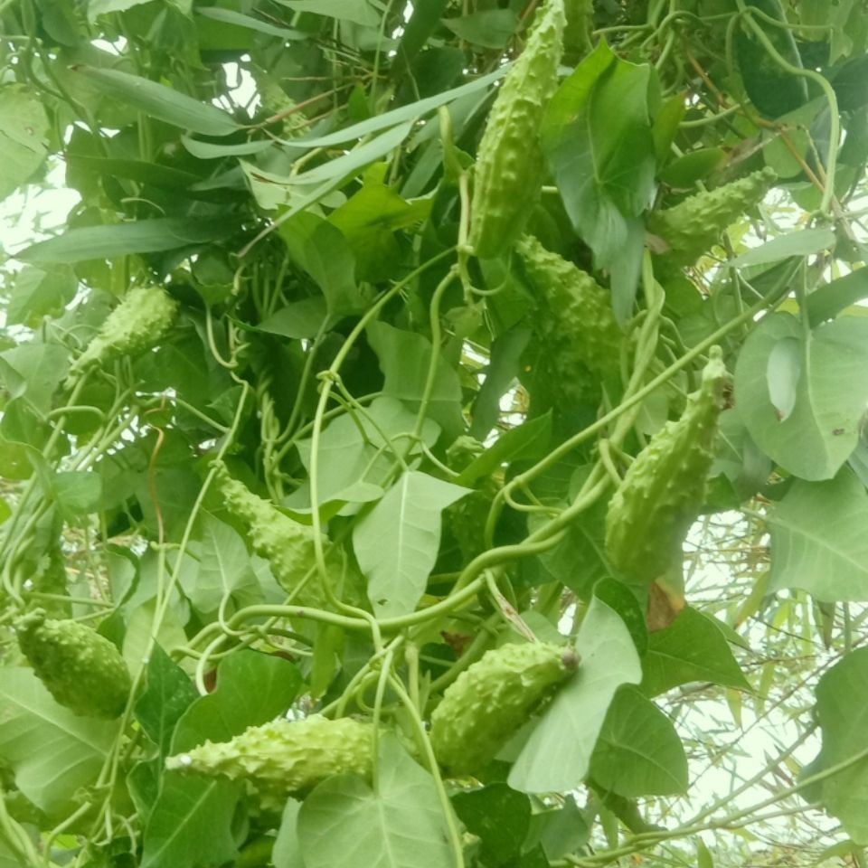 原料同仁堂 原料萝摩果中药乳汁不足 阳尾 白癫风 消肿天浆壳内廷上用