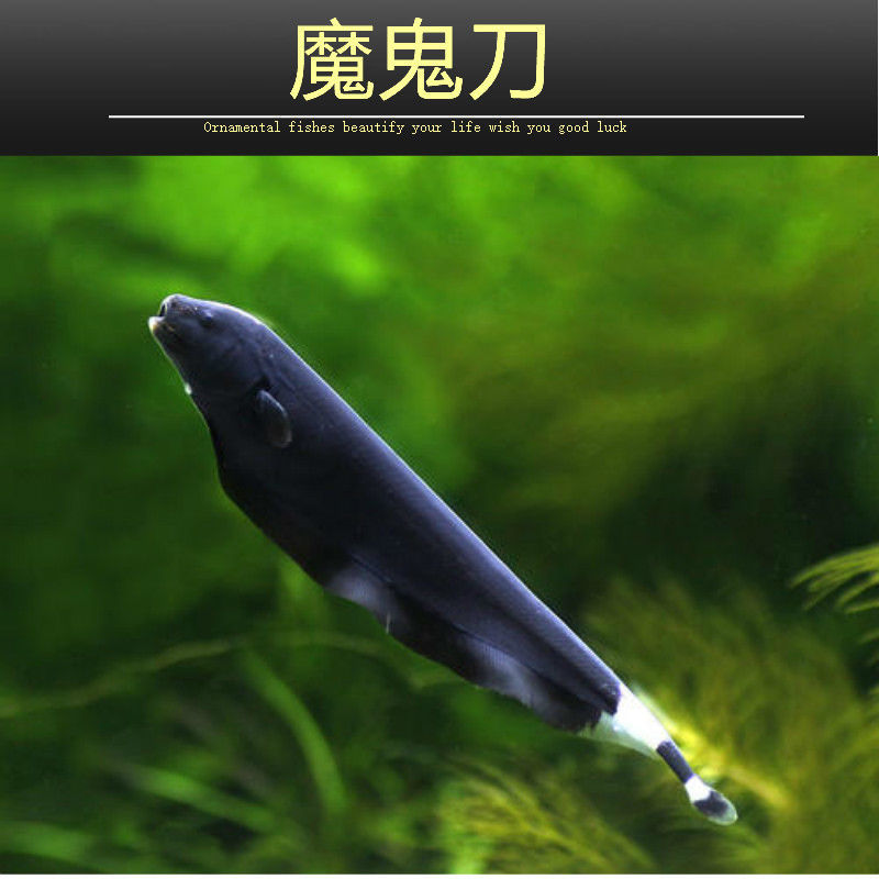 魔鬼刀鱼活体电鳗黑魔鬼鱼黑羽毛鱼线翎热带观赏鱼魔鬼刀鱼78cm2条