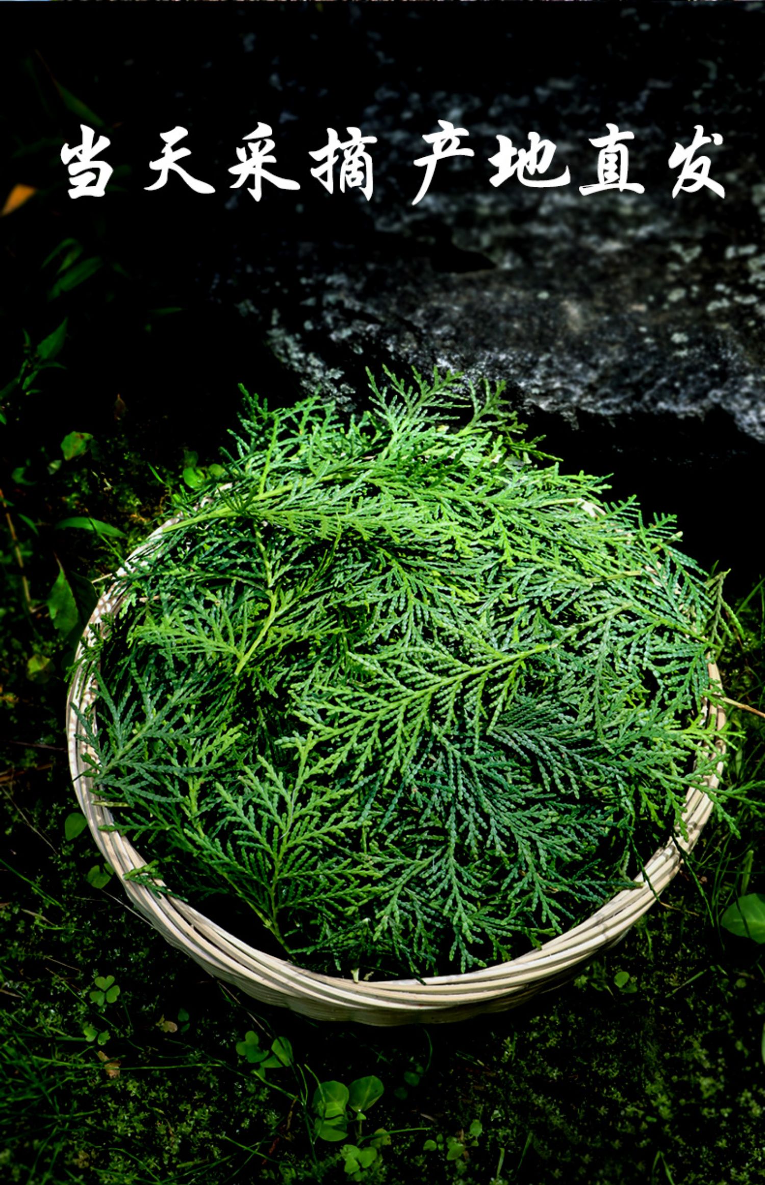 侧柏叶新鲜纯叶秦岭野生柏树枝叶子洗发包洗头侧伯叶干中药材泡酒 12