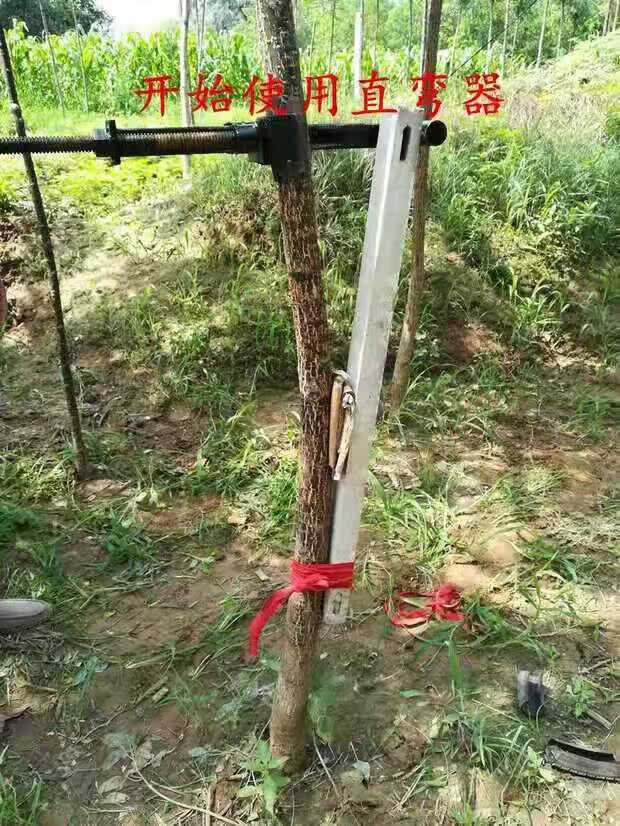 树木值弯器直树器 国槐直弯器园林工具树木定值器 支撑固定器杆 方管