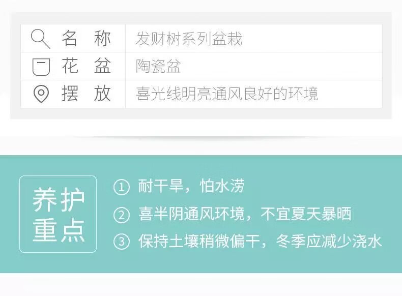 2，發財樹盆栽文竹室內花卉小盆景辦公室綠色植物客厛金錢樹盆栽 【錢袋盆+文竹+種植土