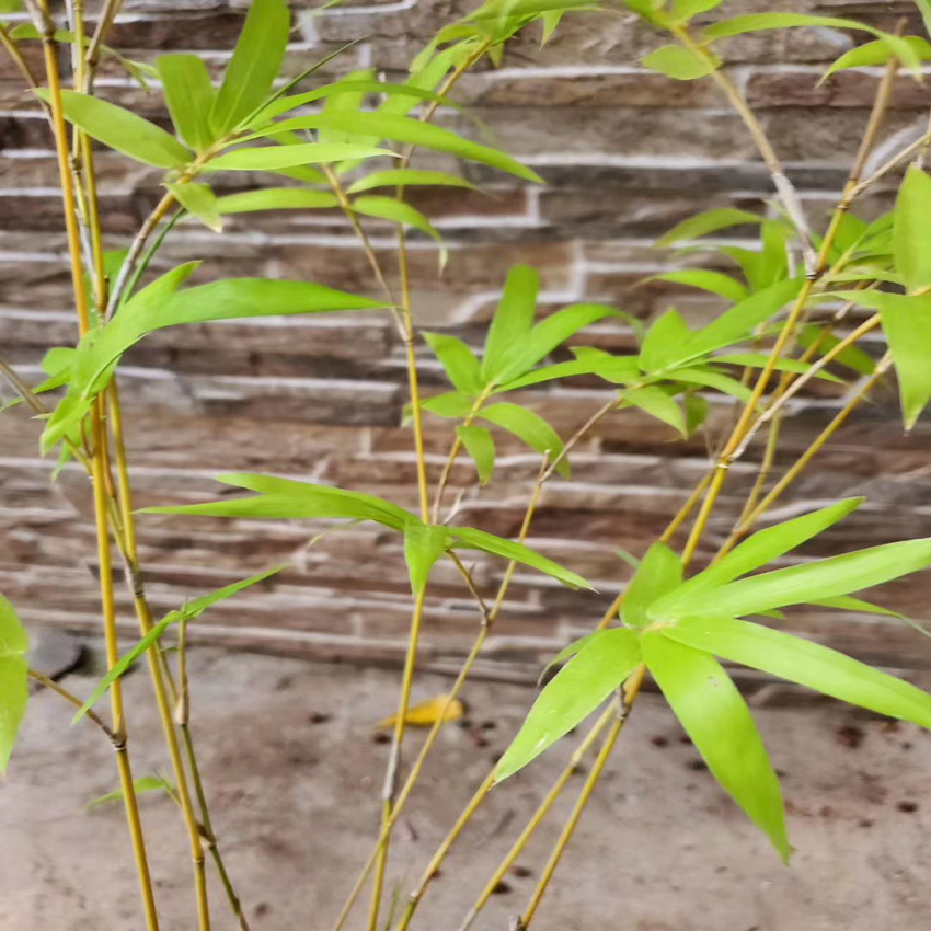 黄杆桂竹60cm观赏书房意境深远中式生活盆景用竹绿植简易红色塑料盆含