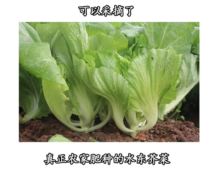 0f40eb8fcb9c158e.jpg