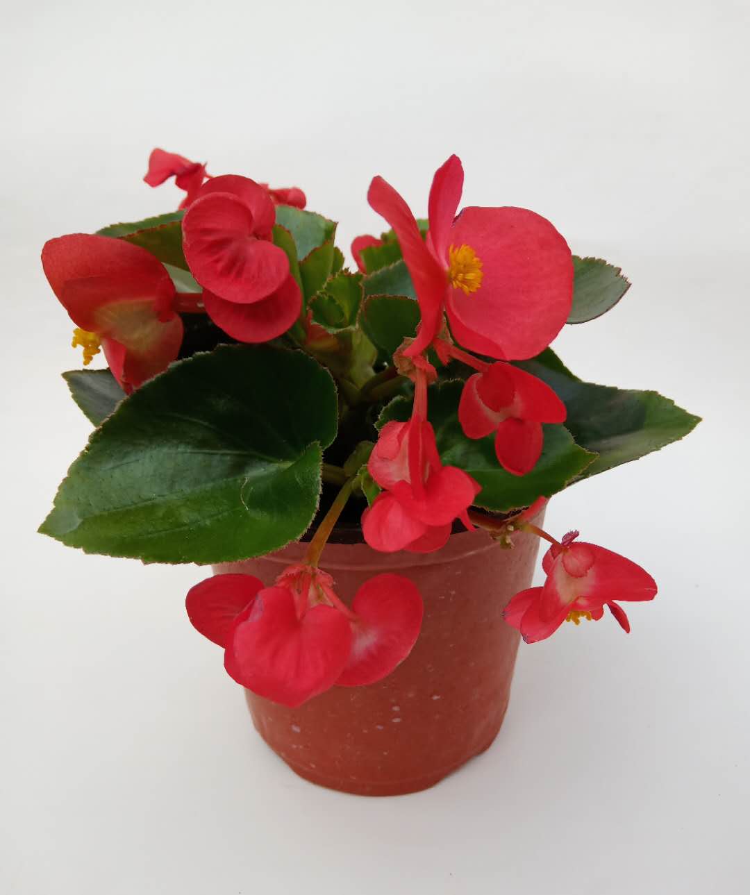 木繁四季海棠花盆栽四季开花植物带花苞发货花期长阳台美观丽格海棠粉