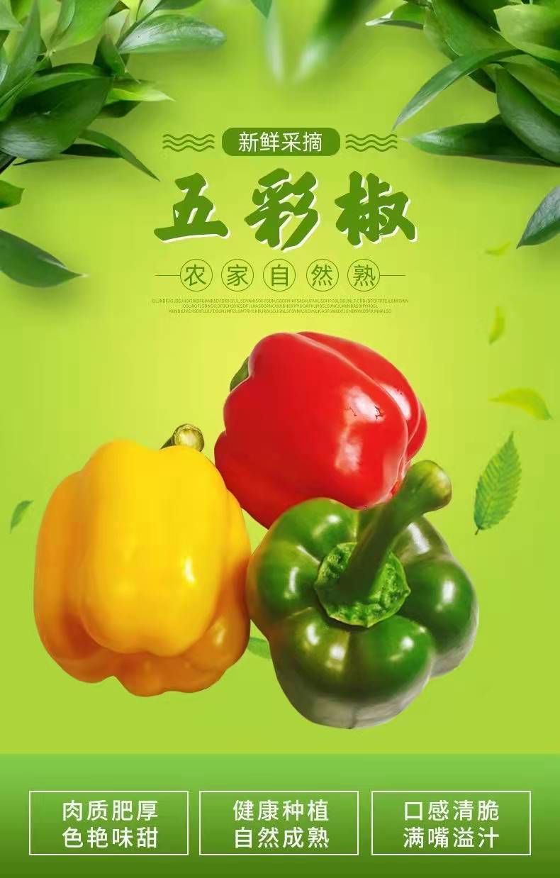 五彩椒新鲜圆椒柿子椒红椒黄椒绿椒七彩果椒灯笼椒甜椒蔬菜 红绿黄