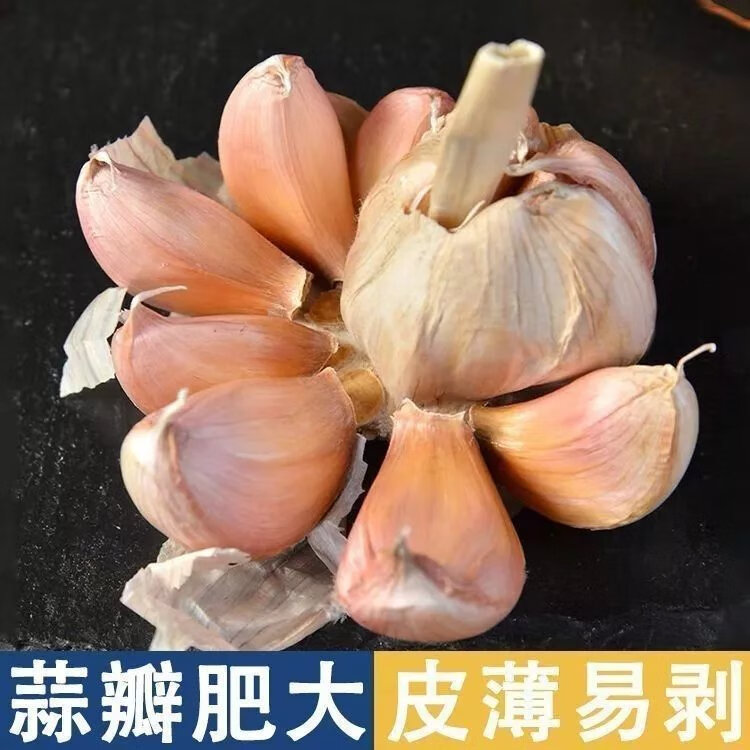 5，大蒜頭新乾蒜紫皮大蒜新鮮大蒜頭乾大蒜 5斤特大果