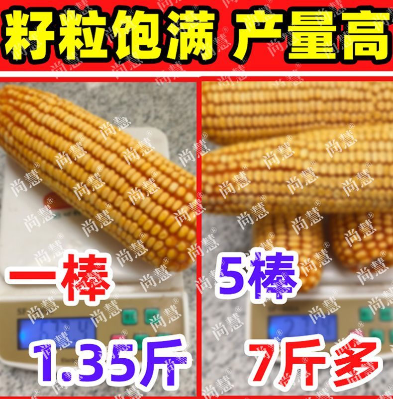 6213f0489cea9e4b.jpg