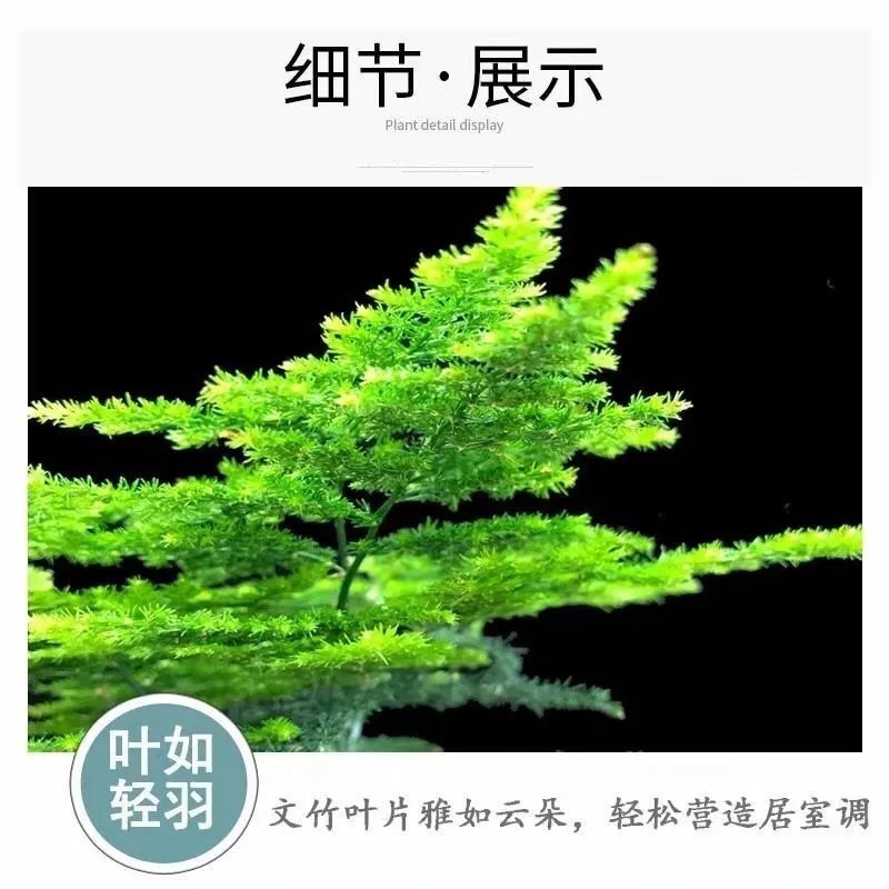 8，【精選】文竹大苗四季常青盆栽綠植室內水培植物雲竹盆景帶盆花卉 小文竹(一份不含盆)10cc 文竹原土()肥