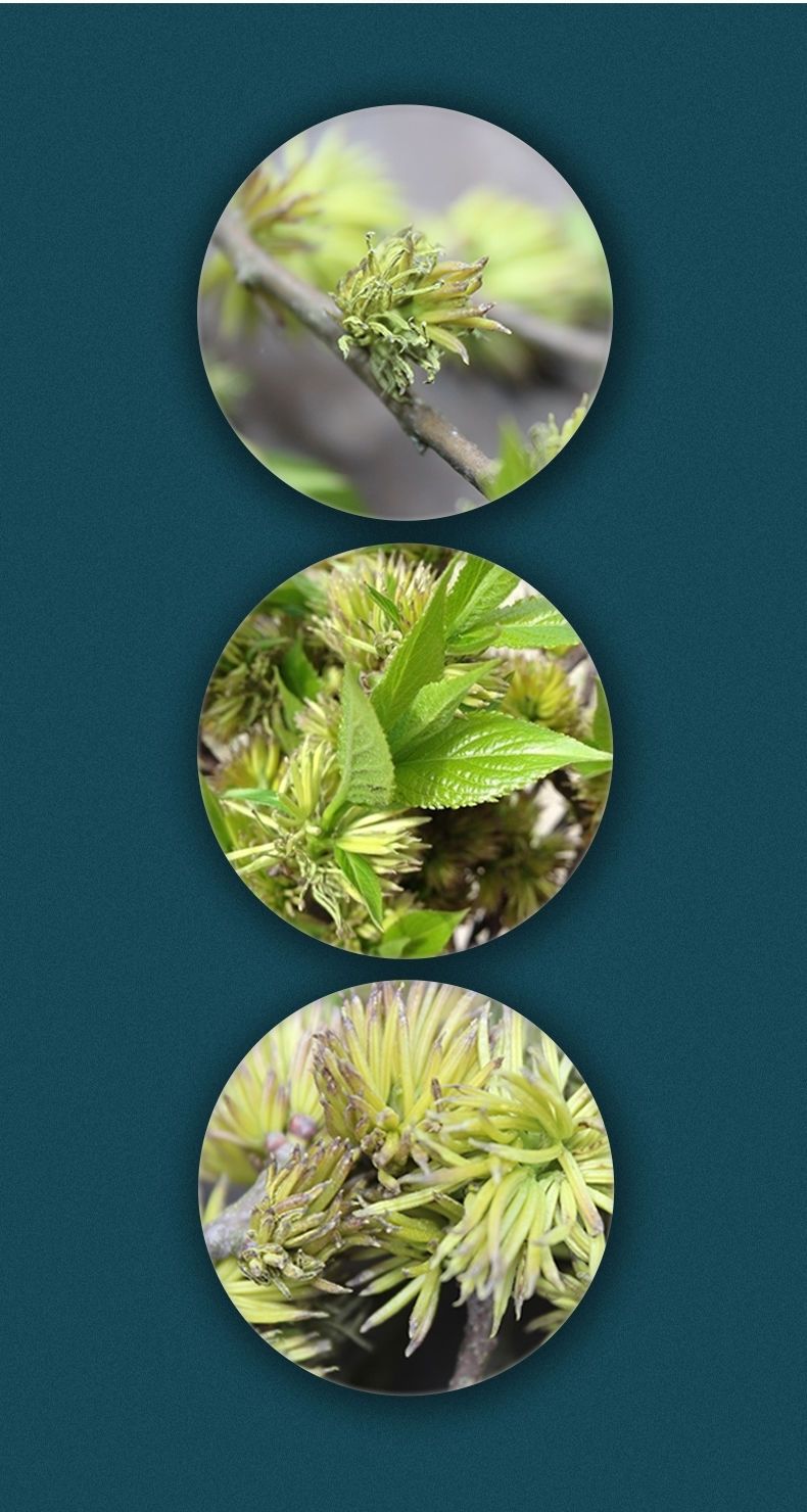 杜仲花250克野生杜仲雄花张家界杜仲茶男性雄花茶 野生杜仲雄花50克