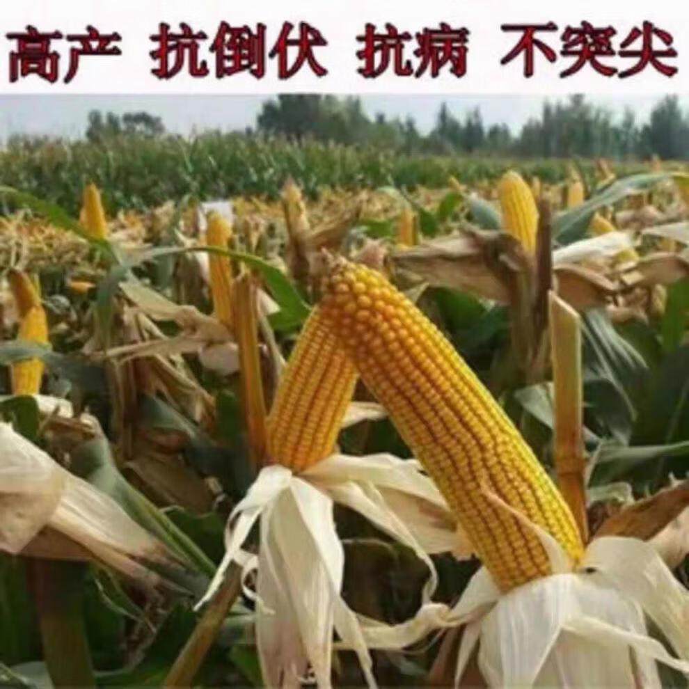 4ab133d394d44f30.jpg