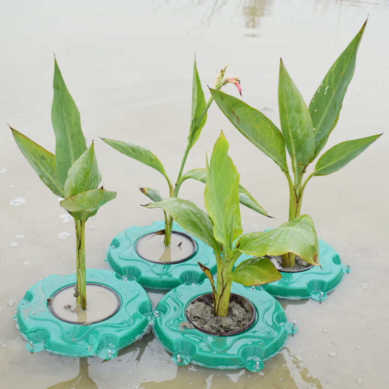 生态浮岛水上河道绿化种植人工生态浮床水面植物水稻蔬菜种菜浮板 水