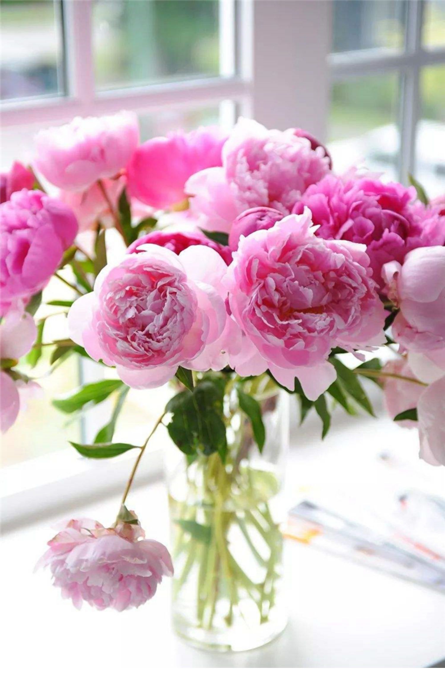 重瓣芍药鲜花牡丹花云南昆明鲜花基地直发插花家用水养办公室鲜花
