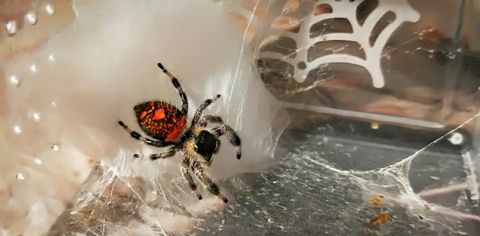 蜘蛛跳蛛买2多发1佛罗里达跳蛛白佛小朋友礼物卢卡斯微距摄影萌宠物橙