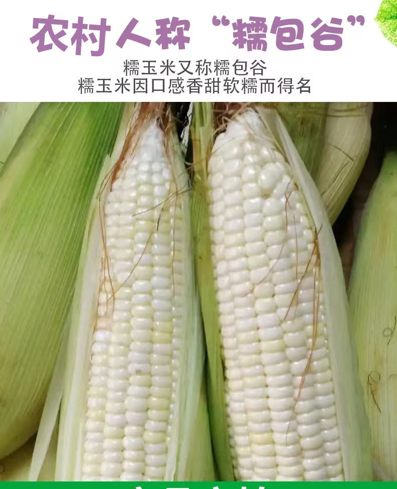 贵妃鲜【减脂代餐玉米新鲜】四川农家甜糯玉米低脂非转基因白糯玉米