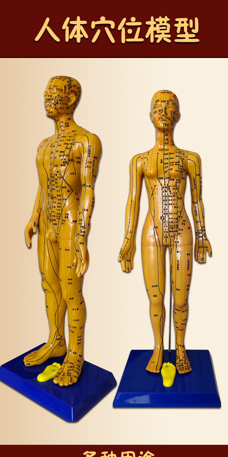 中医针灸穴位图人体模型教学男女全身十二经络小皮人硅胶穴位模特 60