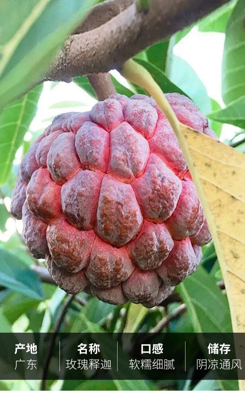 释迦果 玫瑰释迦果特大果 绿释迦广东番荔枝高端品种礼盒包装七夕礼物