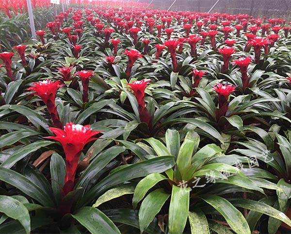 木繁 红运当头大盆景真花客厅绿植鸿运当头大型大颗好养适合摆放的