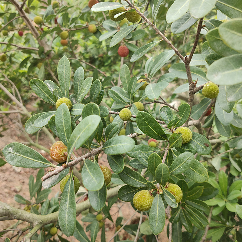 (父親節禮物)高山野生新鮮青楊梅應季泡酒專用現摘現發整箱500g汁肉厚