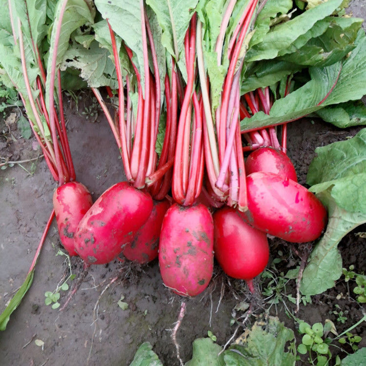 四川紅蘿蔔農家紅皮白心水蘿蔔新鮮蔬菜泡菜專用原料胭脂蘿蔔現貨試吃