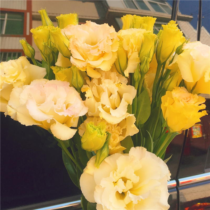 洋桔梗鲜花花束玫瑰花基地直发芍药家用 粉色桔梗1扎  保鲜剂 不含